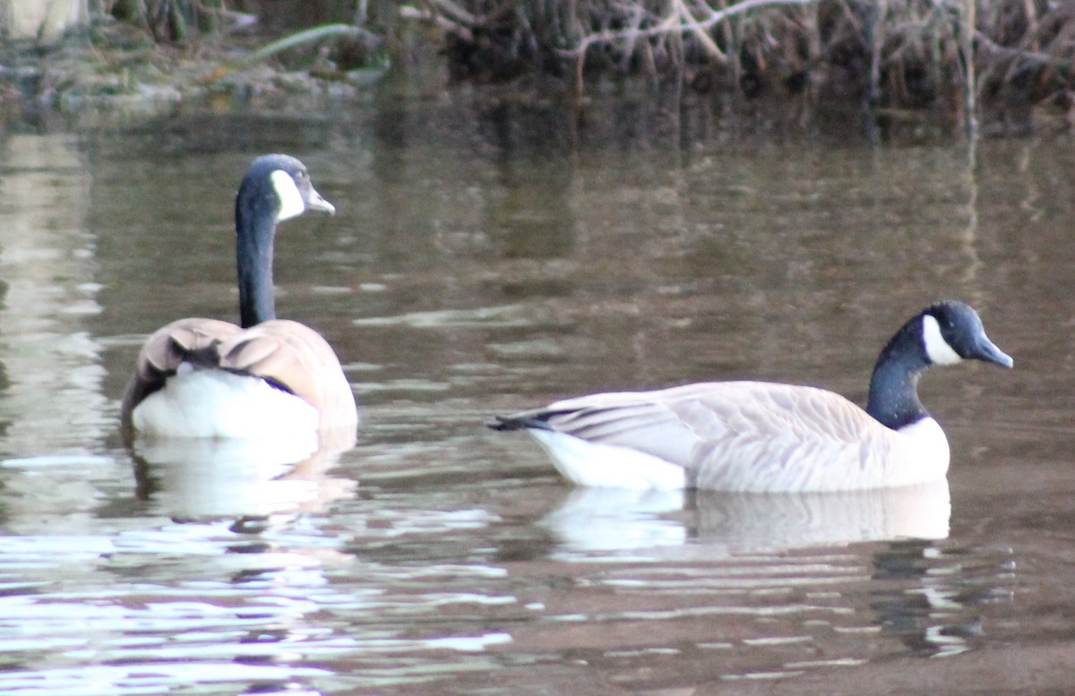 Canada Goose - ML44398521