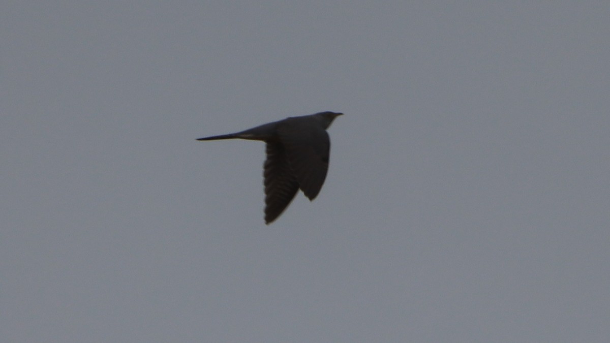 Common Cuckoo - ML443985311