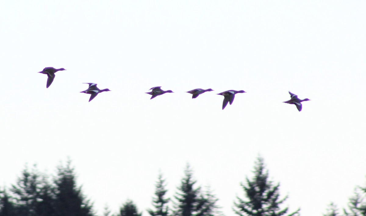 American Wigeon - ML44398551