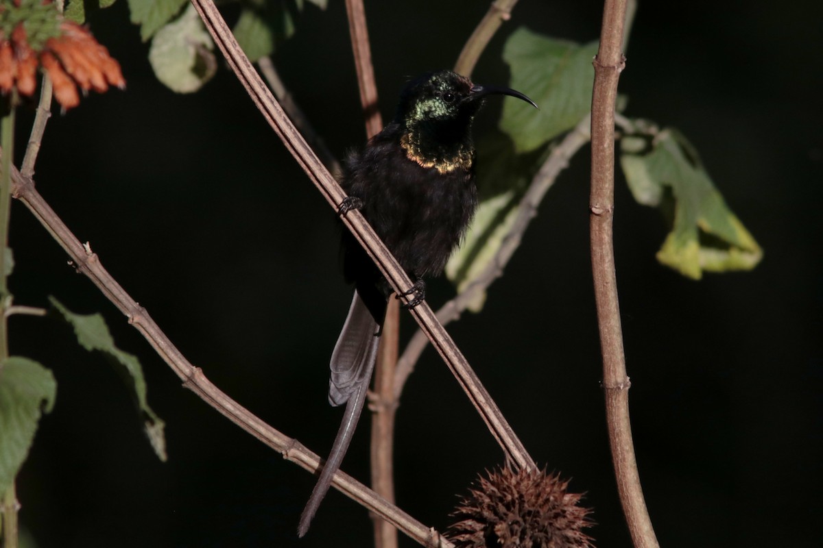 Bronze Sunbird - ML443985651