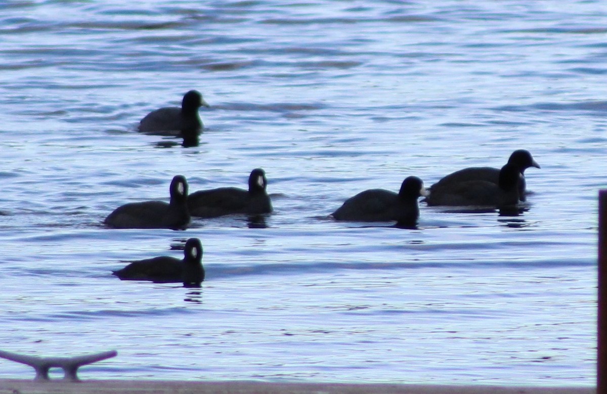 American Coot - ML44398641