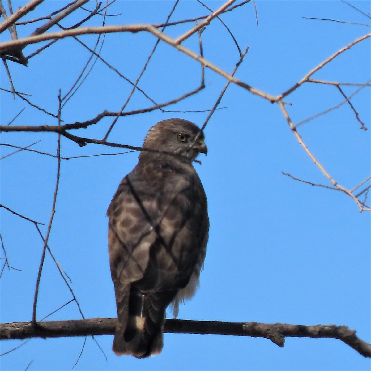 Broad-winged Hawk - ML443986421