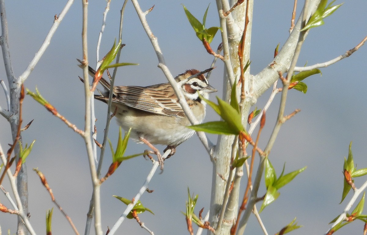 Lark Sparrow - ML443986581