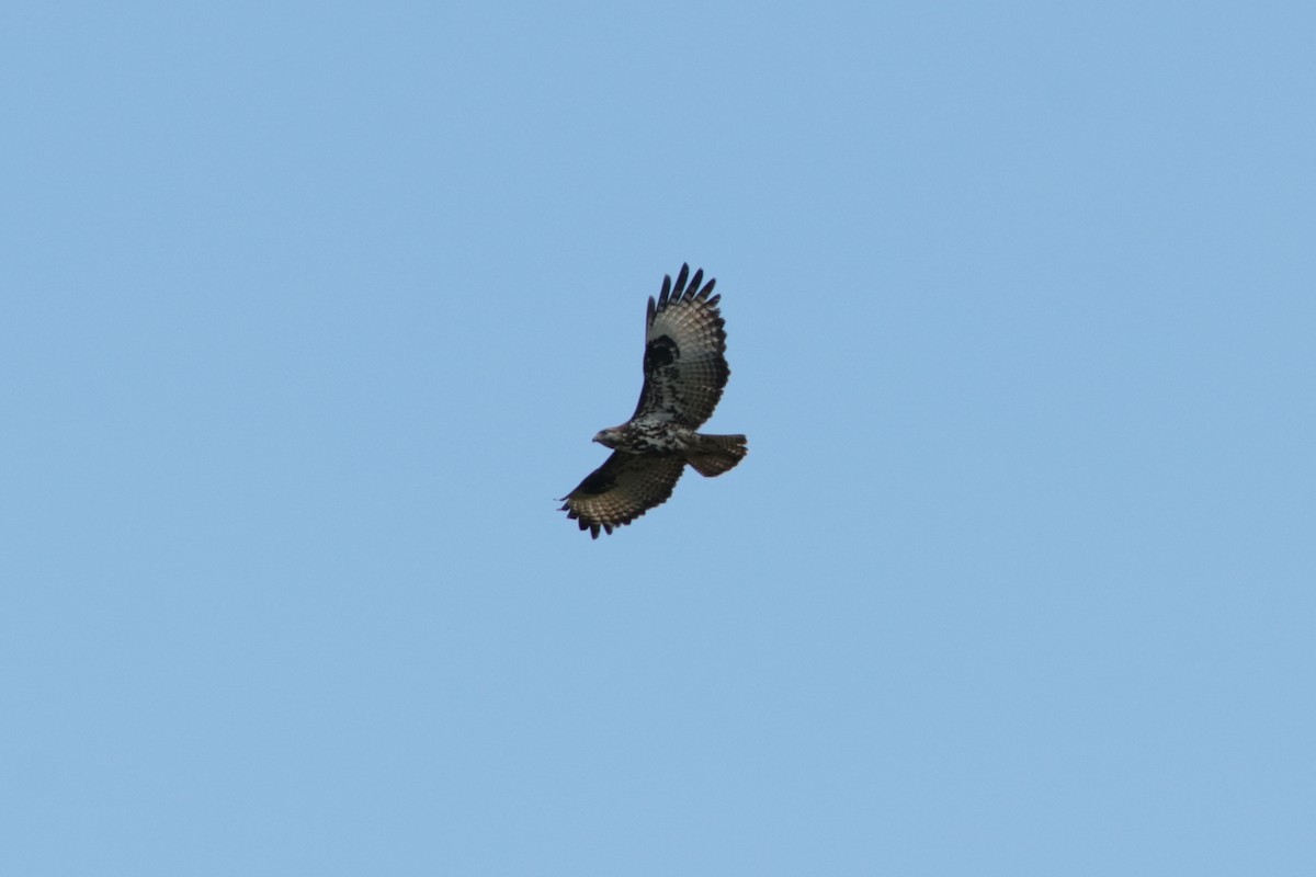 Mountain Buzzard - ML443987131