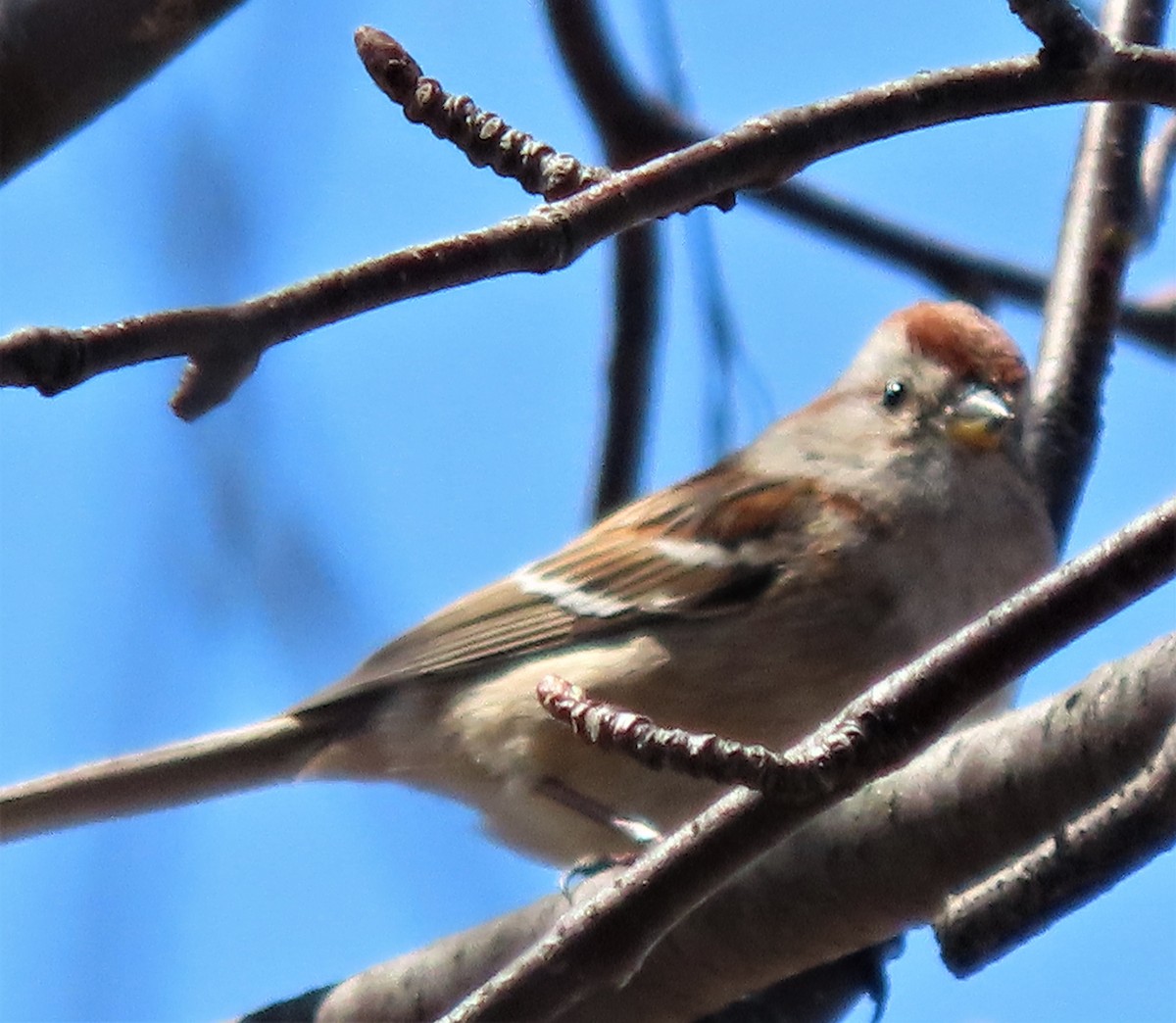 American Tree Sparrow - ML443987701