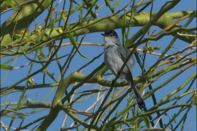 Black-tailed Gnatcatcher - ML443988