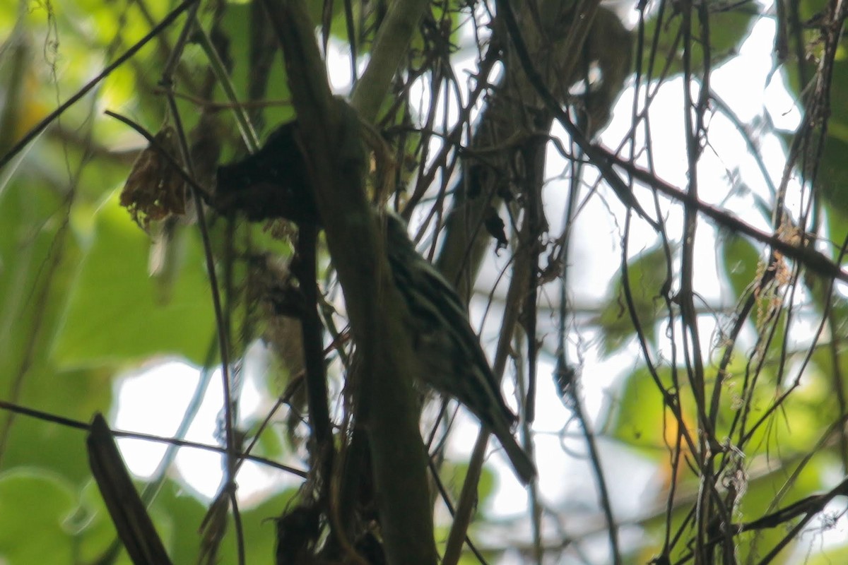 Black-and-white Warbler - Francisco Russo