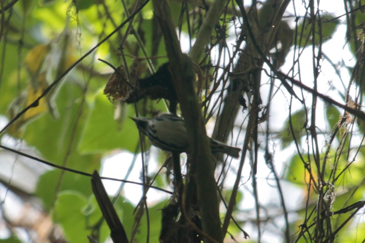 Black-and-white Warbler - ML443988501