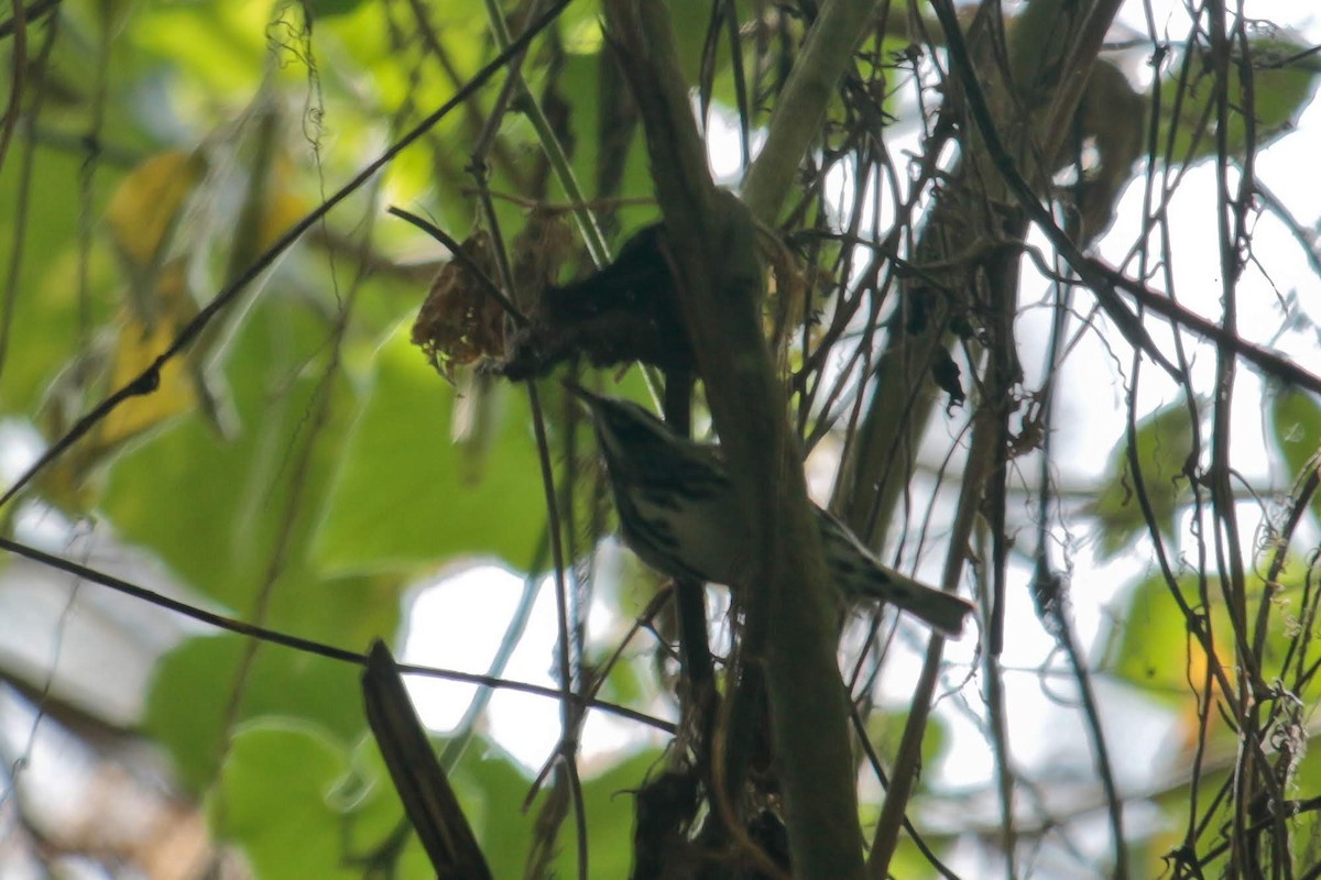 Black-and-white Warbler - ML443988511