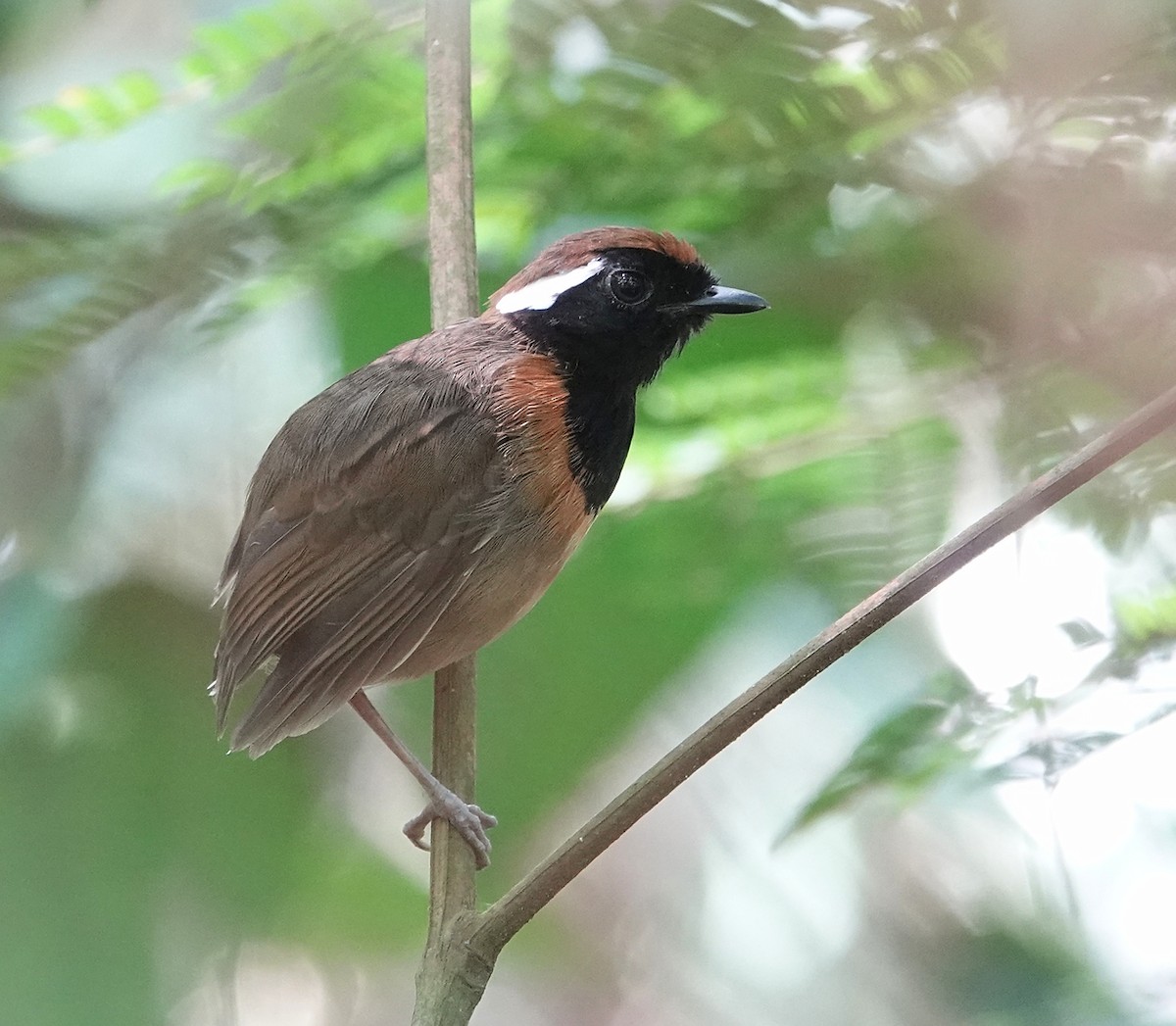 Black-breasted Gnateater - ML443989021