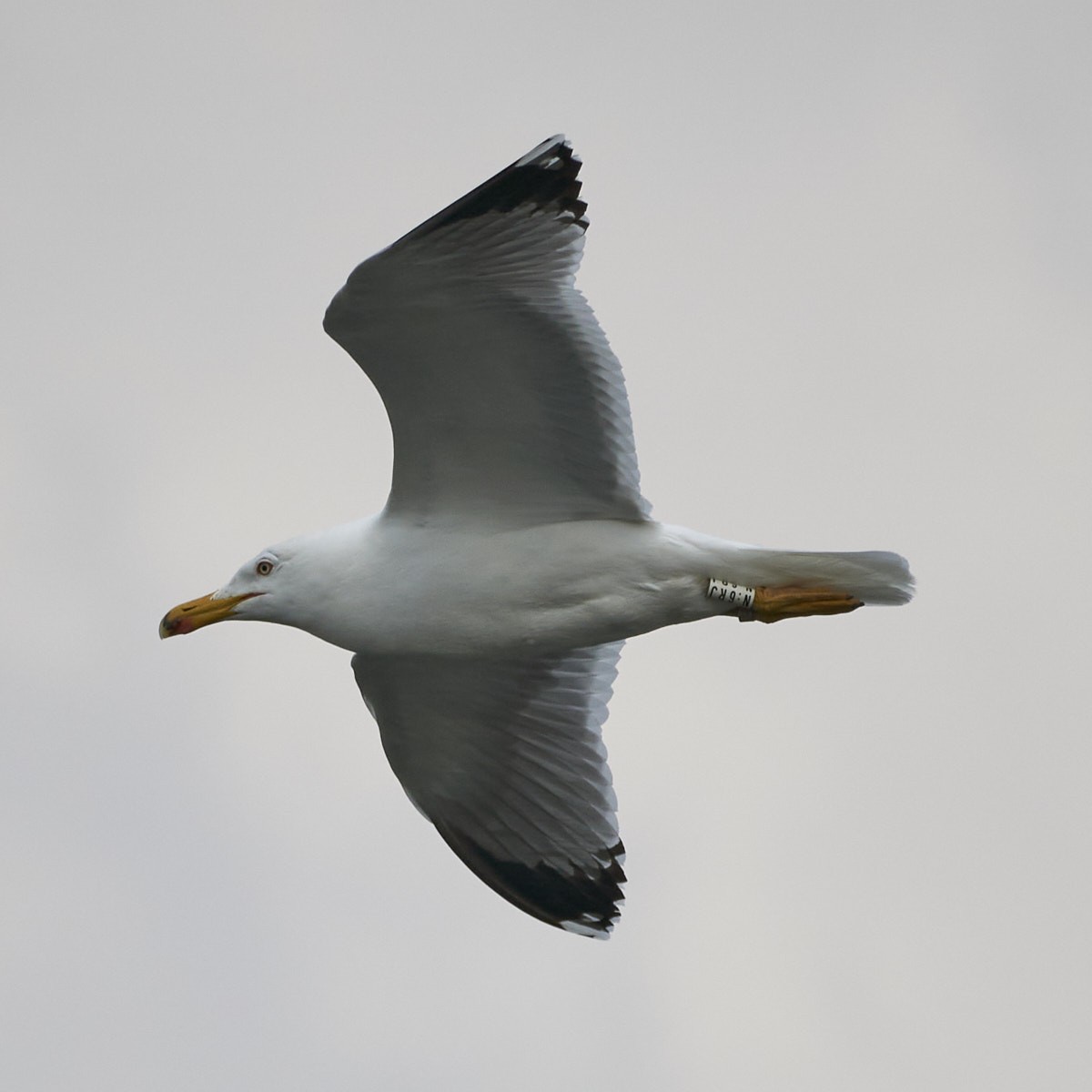 Yellow-legged Gull - ML443989121