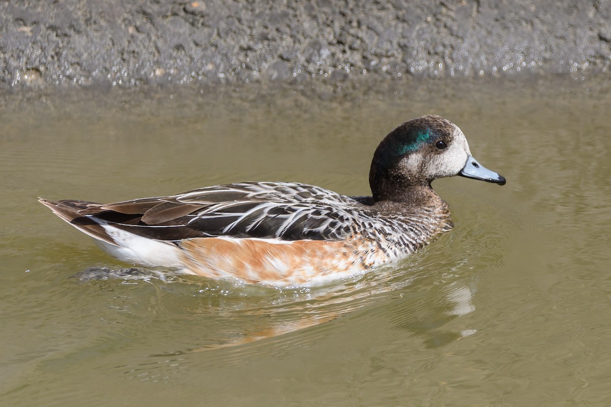 Chiloe Wigeon - Daniel Maza