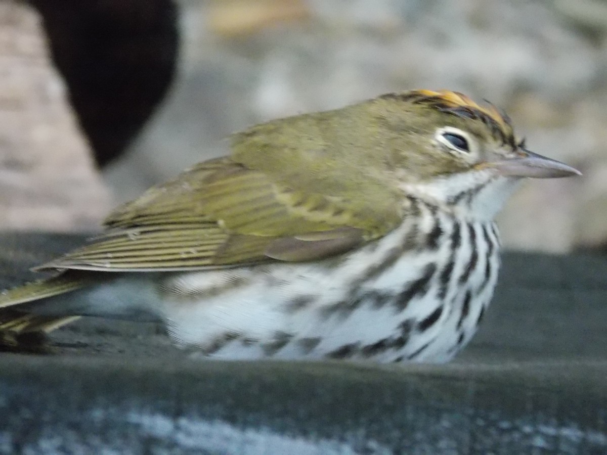 Ovenbird - ML443989211