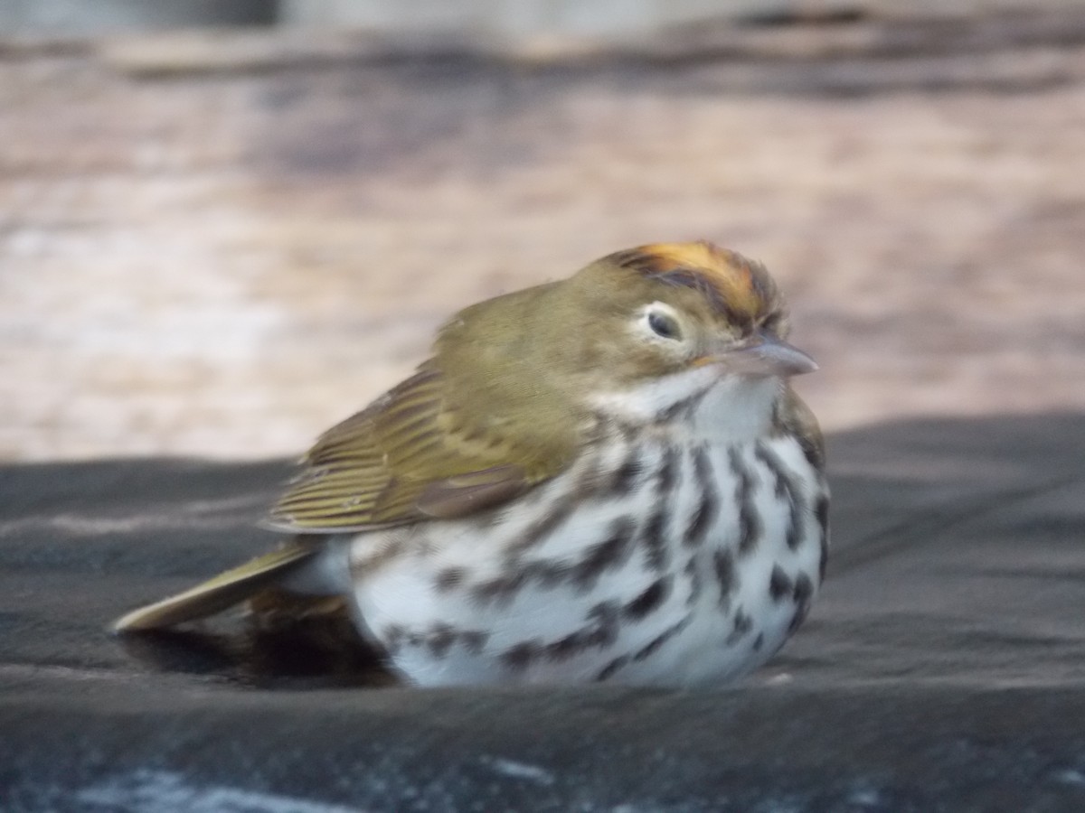 Ovenbird - ML443989221