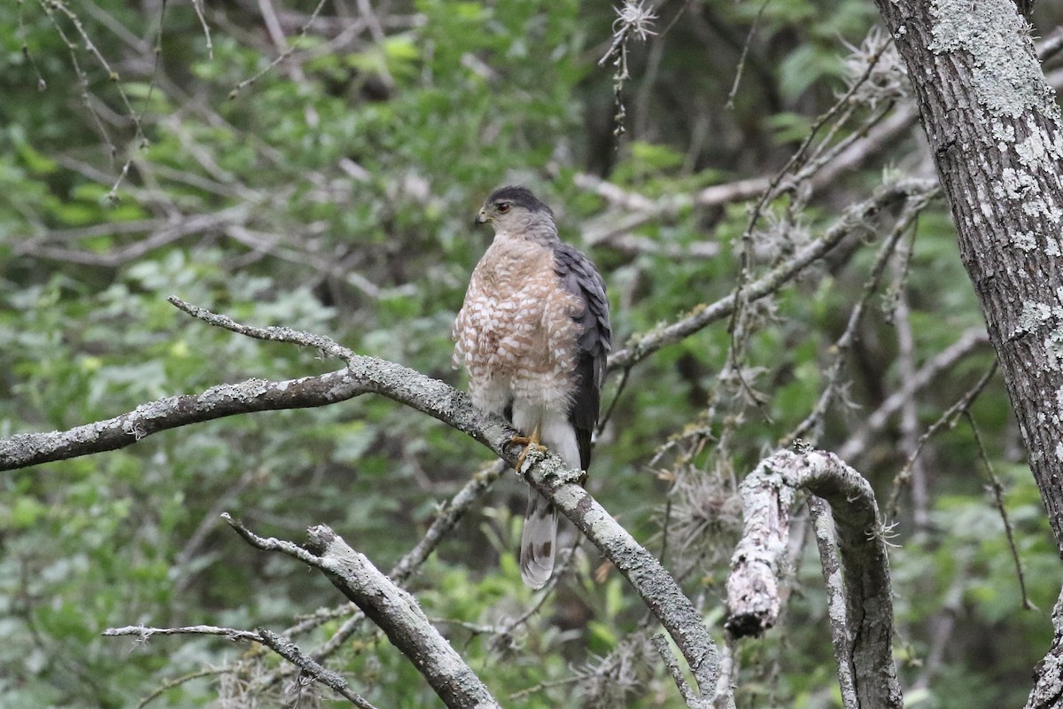 Cooper's Hawk - ML443989481
