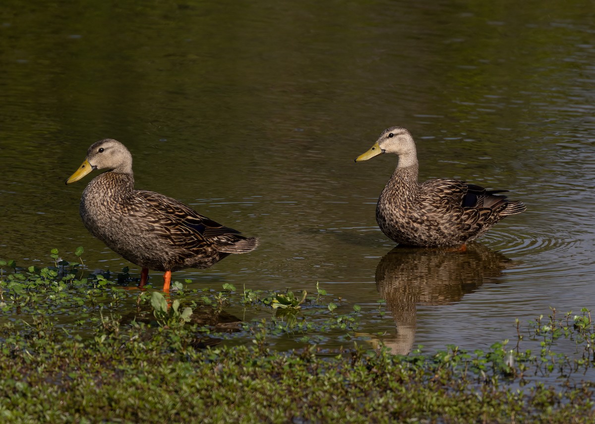 Mottled Duck - Lynette Spence