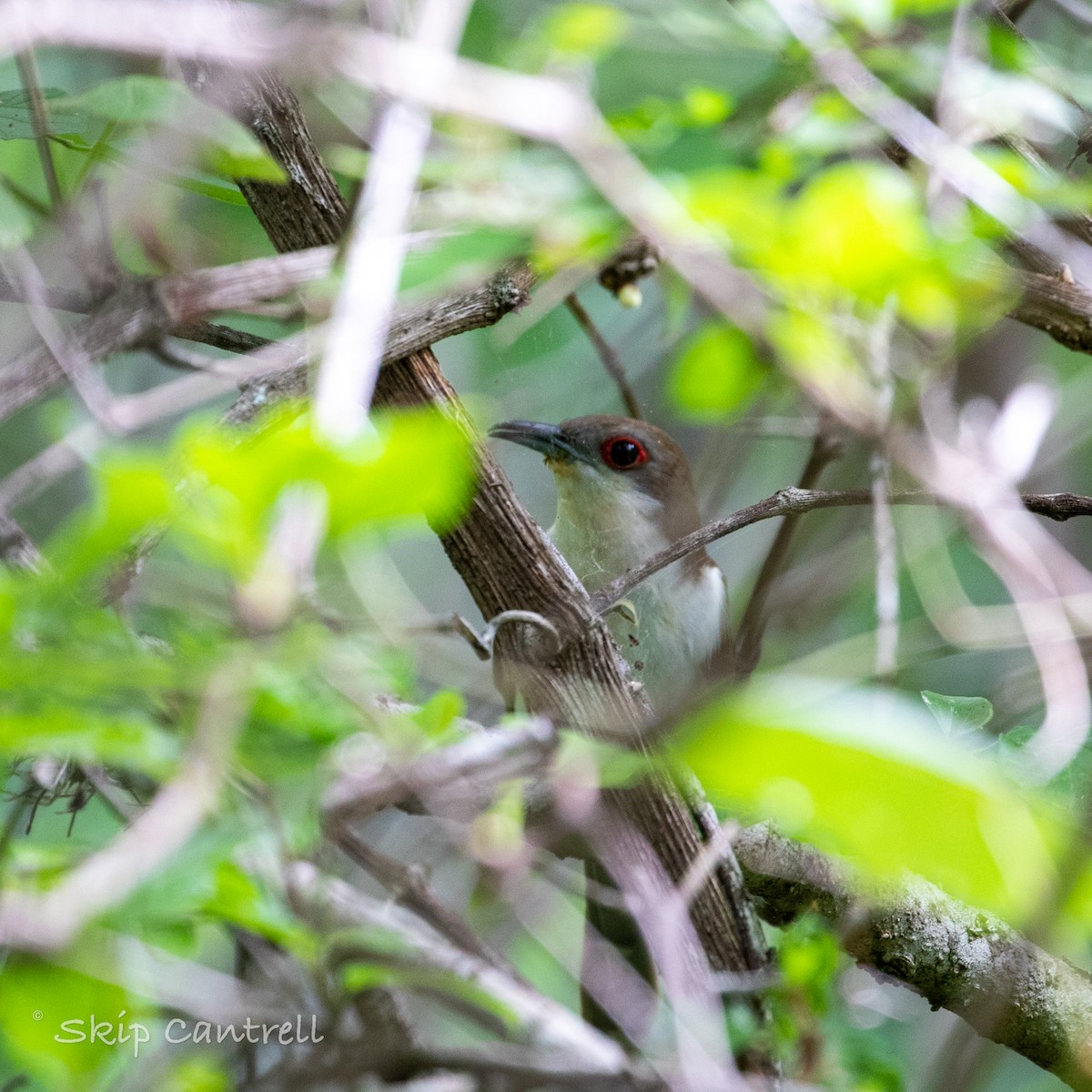 Black-billed Cuckoo - ML443990051