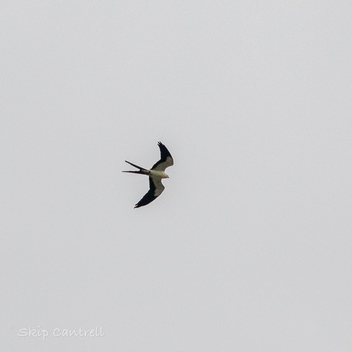 Swallow-tailed Kite - ML443990161