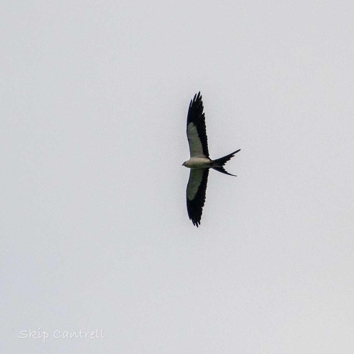Swallow-tailed Kite - Skip Cantrell