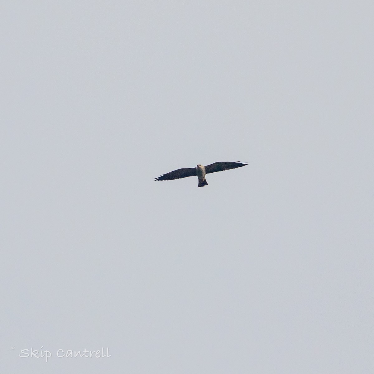 Mississippi Kite - ML443990221