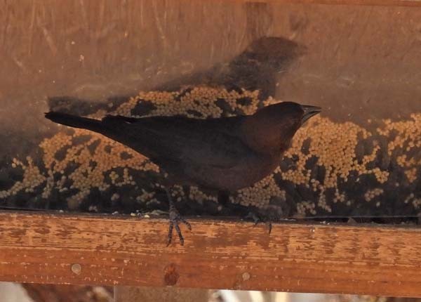 Brown-headed Cowbird - Cory Shaw