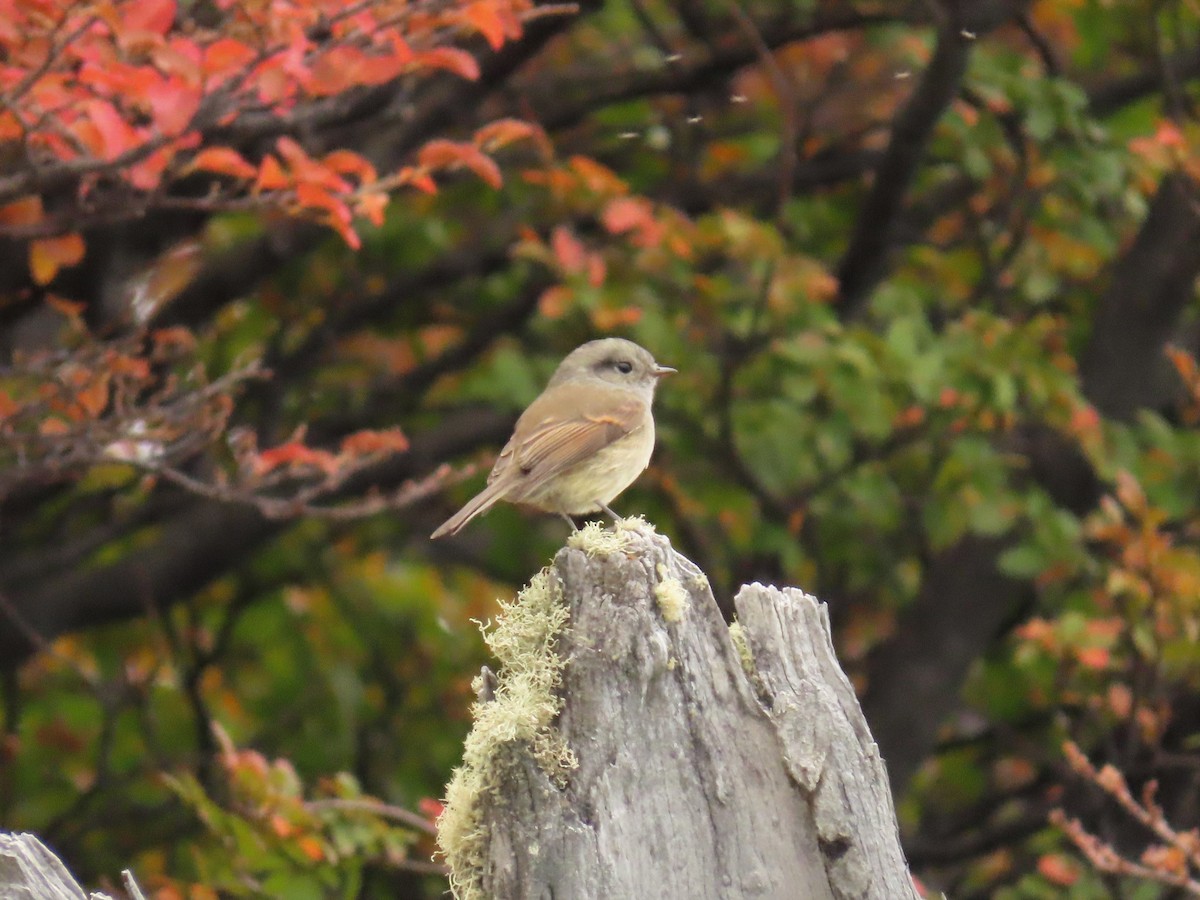 Patagonian Tyrant - ML443992821