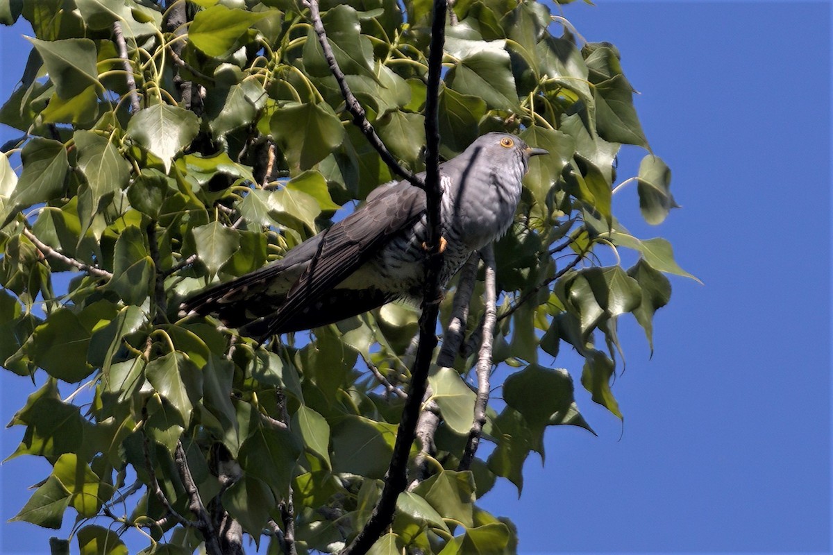 Common Cuckoo - ML443993271