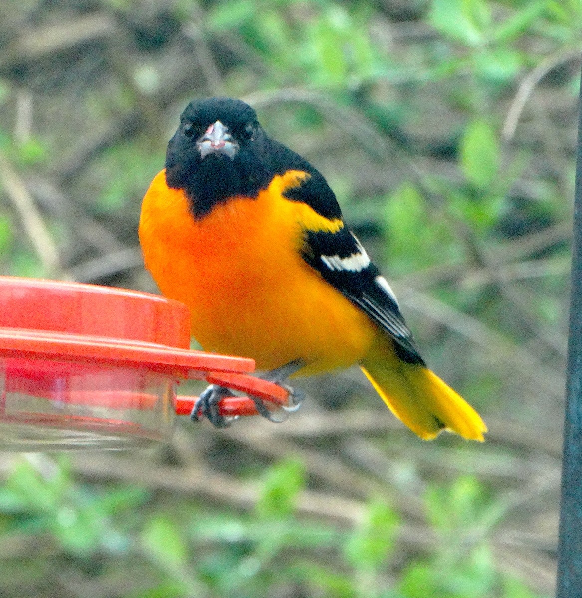 Baltimore Oriole - ML443994061
