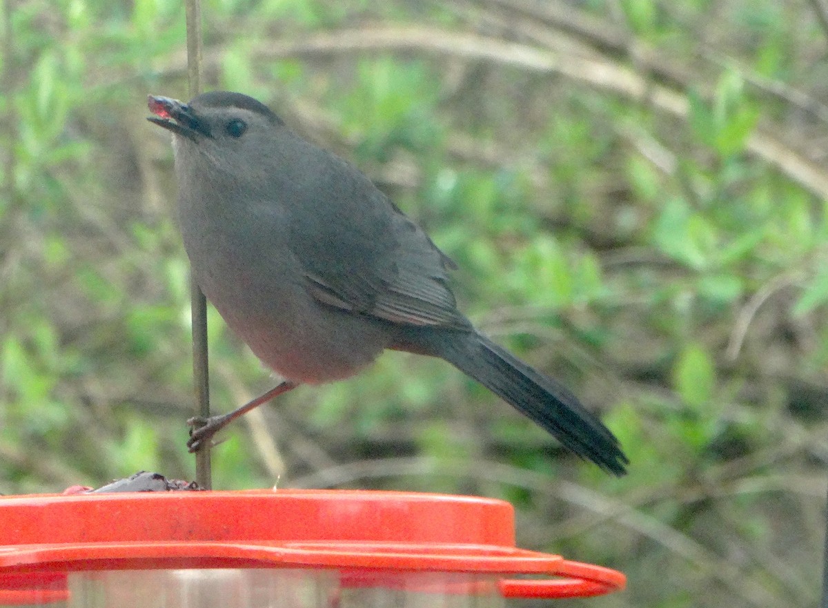Gray Catbird - ML443994091