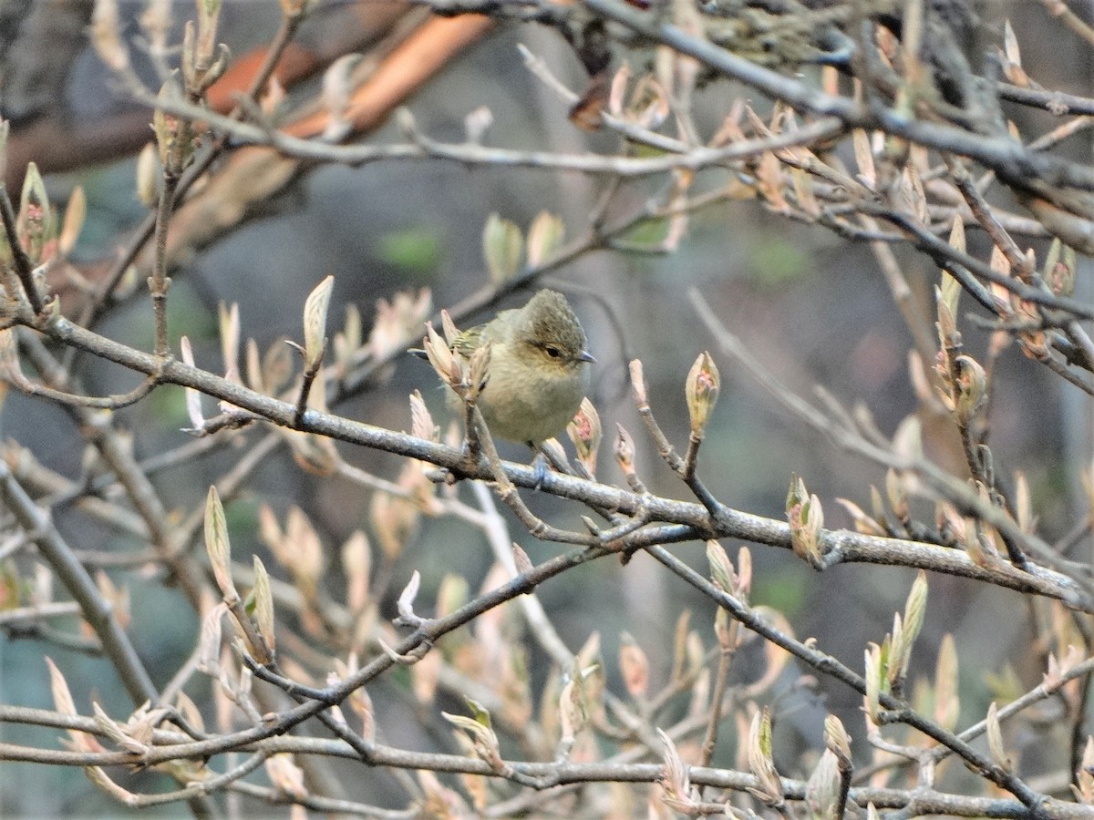 Yellow-browed Tit - ML443994191