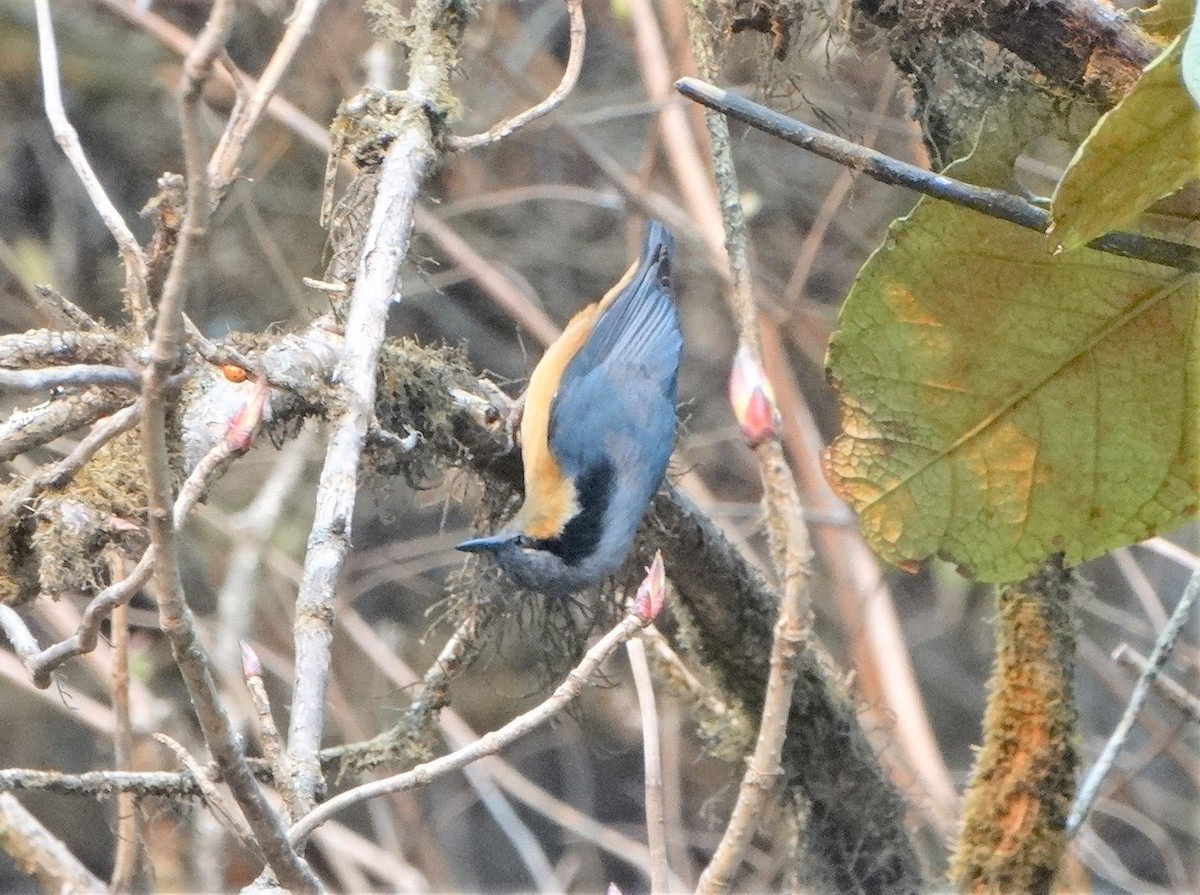 White-tailed Nuthatch - ML443995041