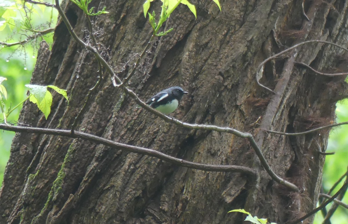 Paruline bleue - ML443995071