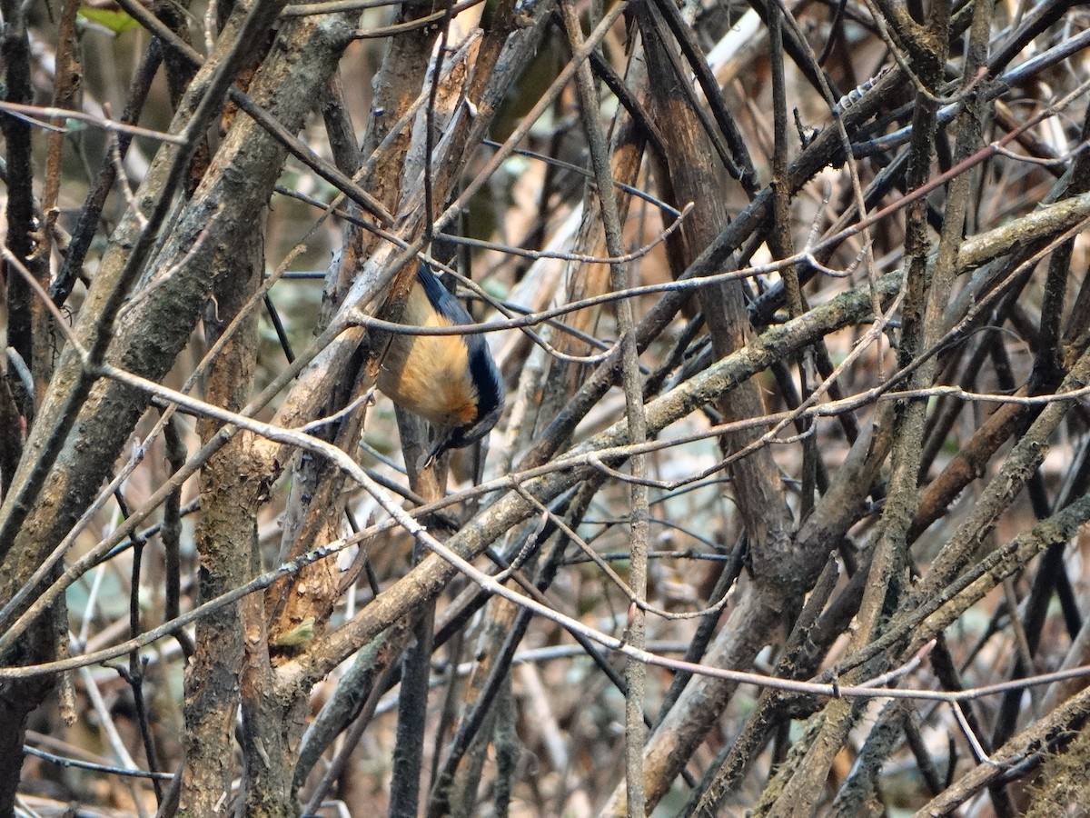 White-tailed Nuthatch - ML443995341