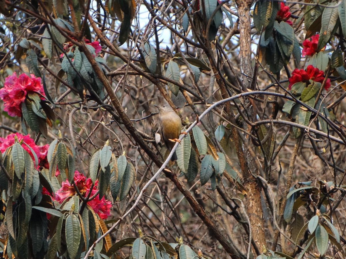 Stripe-throated Yuhina - ML443995881