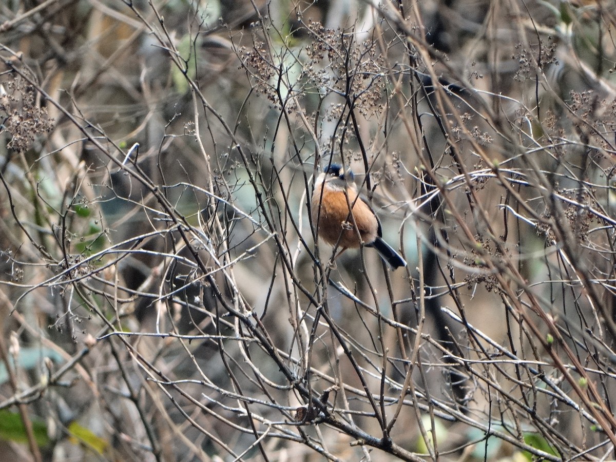 Black-browed Tit - ML443996211