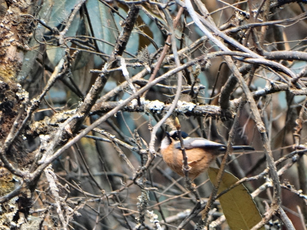 Black-browed Tit - ML443996221