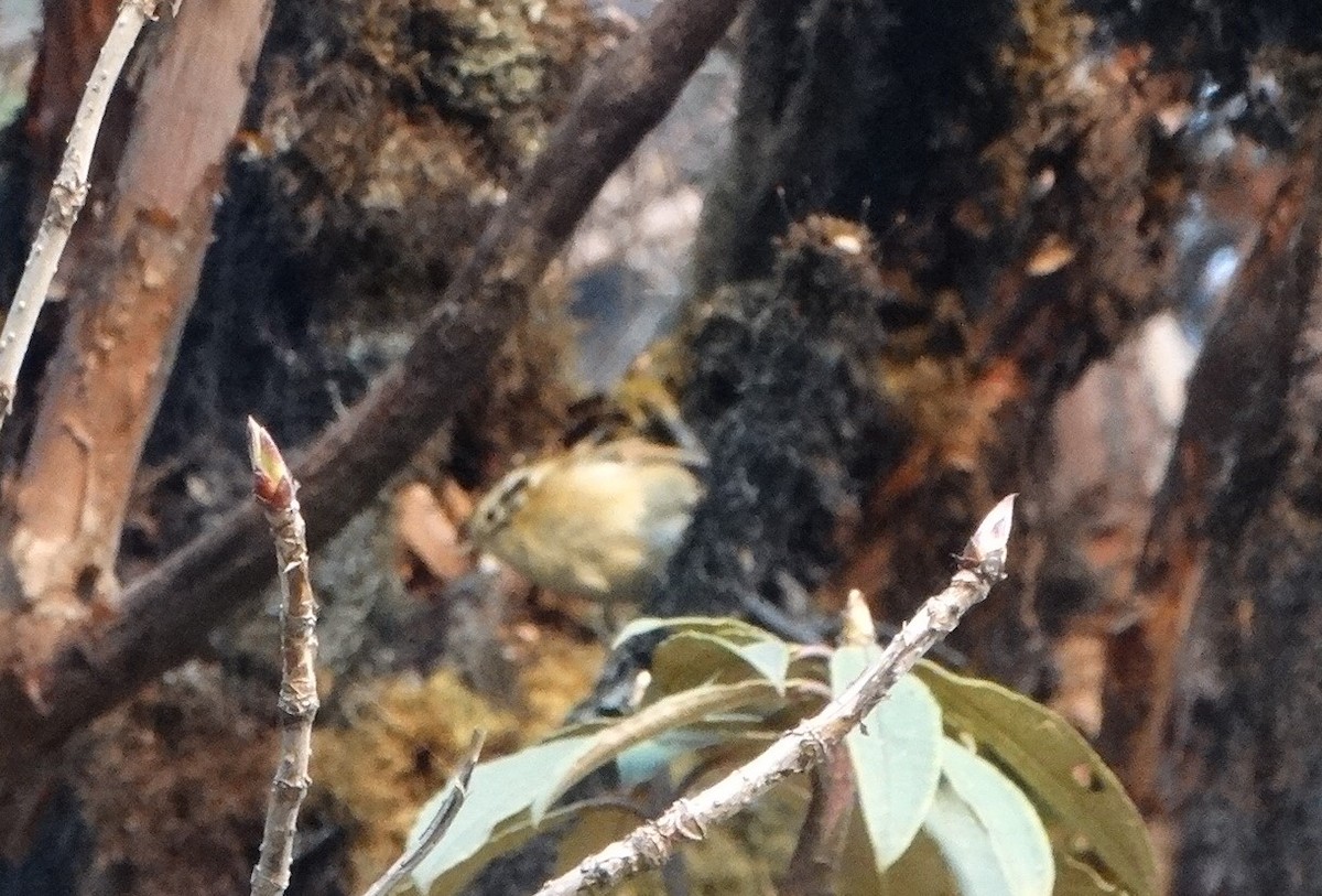 Rufous-winged Fulvetta - ML443996871