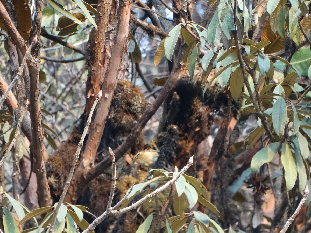 Rufous-winged Fulvetta - ML443996921