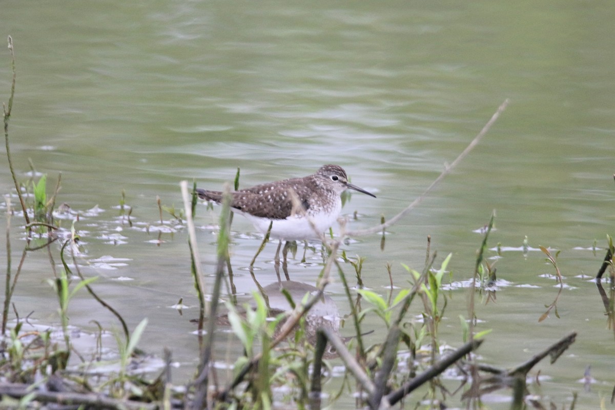 Solitary Sandpiper - ML443997011