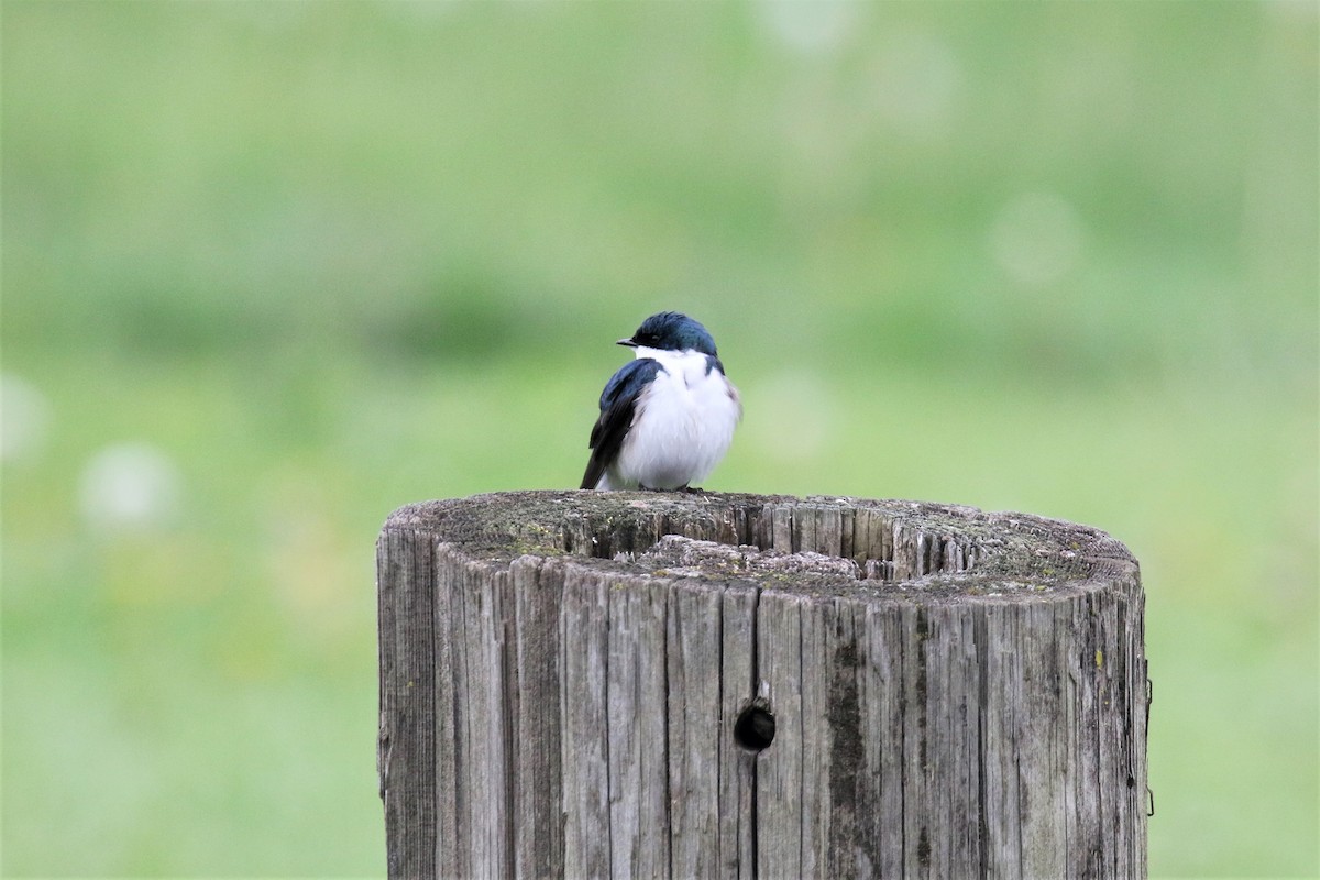 Tree Swallow - ML443997141