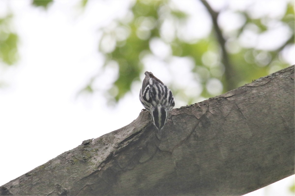 Black-and-white Warbler - ML443997311