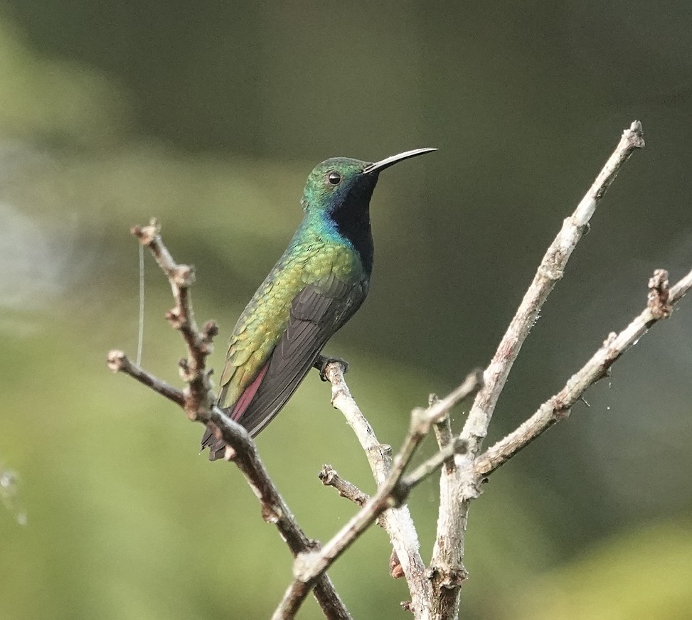 kolibřík tropický - ML443997971