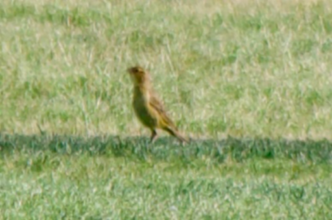 Bobolink - ML443998231