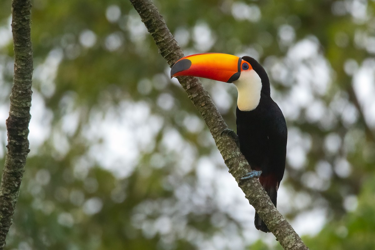 Toco Toucan - ML443999601