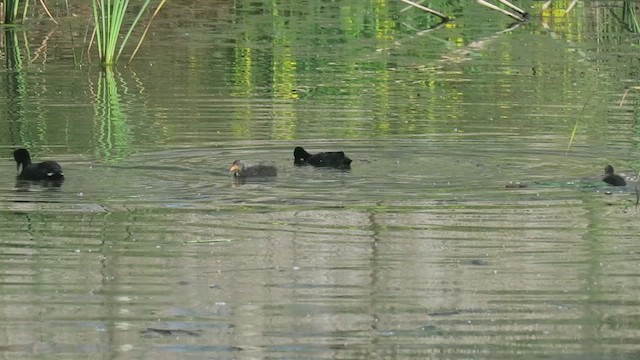 Eurasian x Red-knobbed Coot (hybrid) - ML444000341