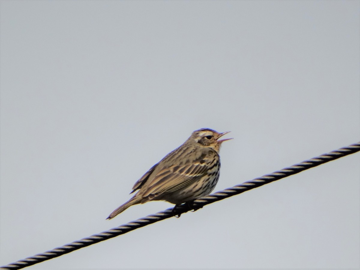 Olive-backed Pipit - ML444000421