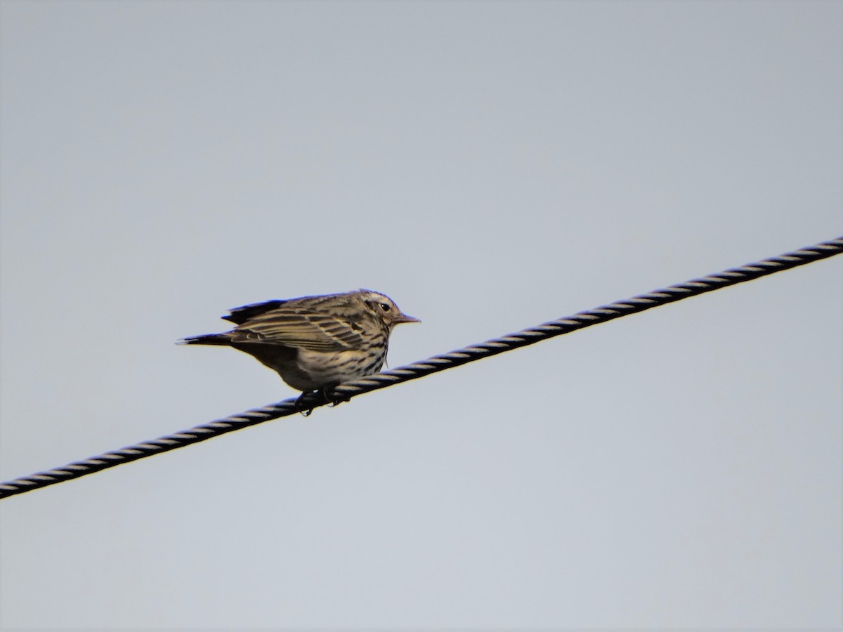Olive-backed Pipit - ML444000431