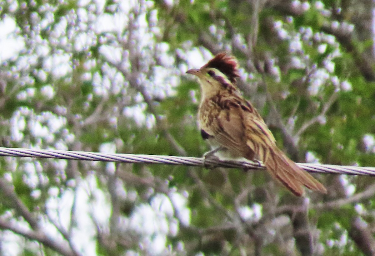 Striped Cuckoo - ML444000451