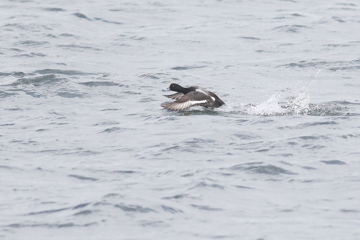 Greater Scaup - Grzegorz Burkowski