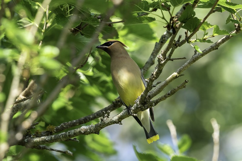 Cedar Waxwing - ML444001241